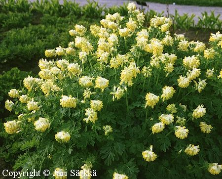 Corydalis nobilis, jalokiurunkannus